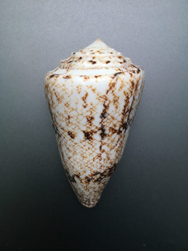 Conus nicobaricus