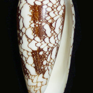 Conus omaria