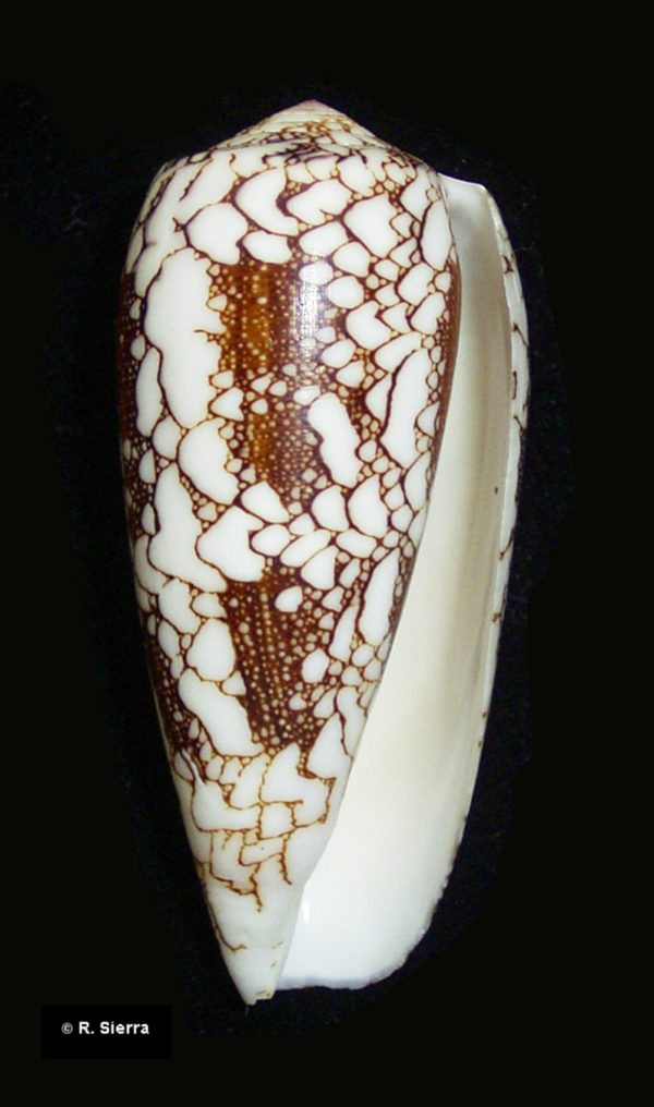 Conus omaria