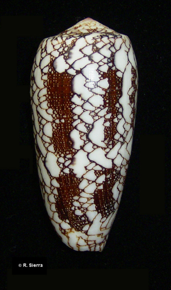 Conus omaria