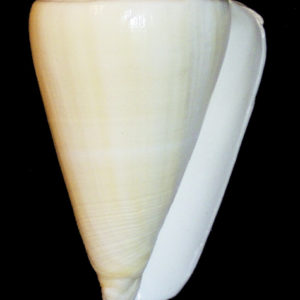 Conus quercinus