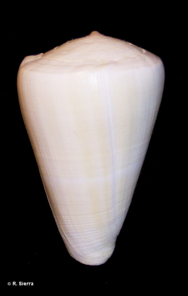 Conus quercinus