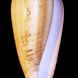 Conus radiatus