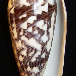 Conus striatus