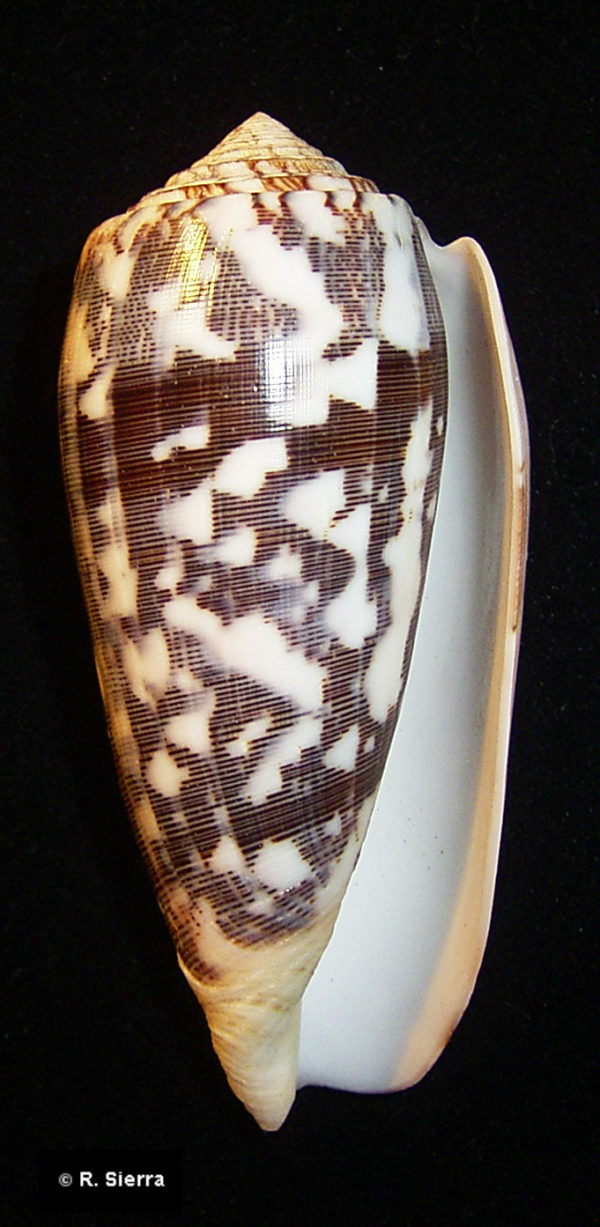 Conus striatus