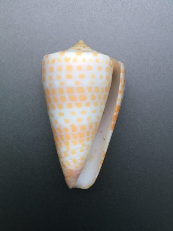 Conus tessulatus