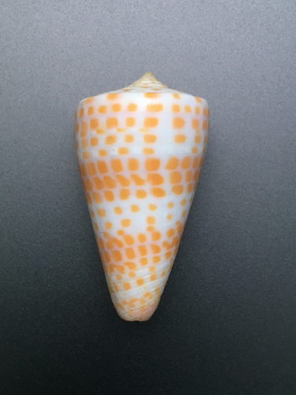 Conus tessulatus