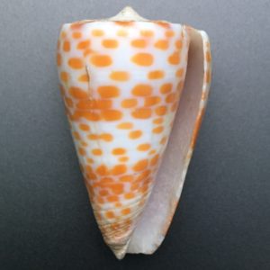 Conus tessulatus