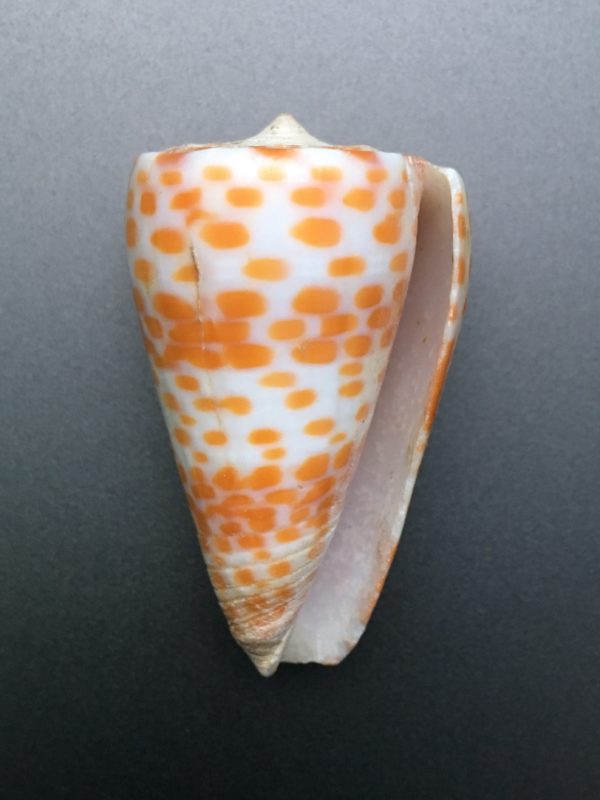 Conus tessulatus