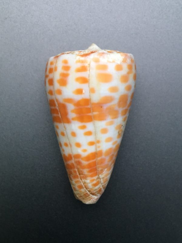 Conus tessulatus