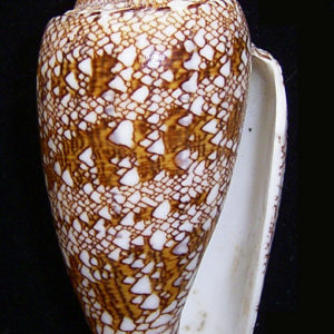 Conus textile