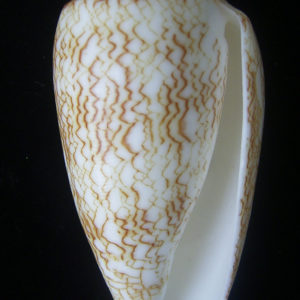 Conus textile textile osullivani