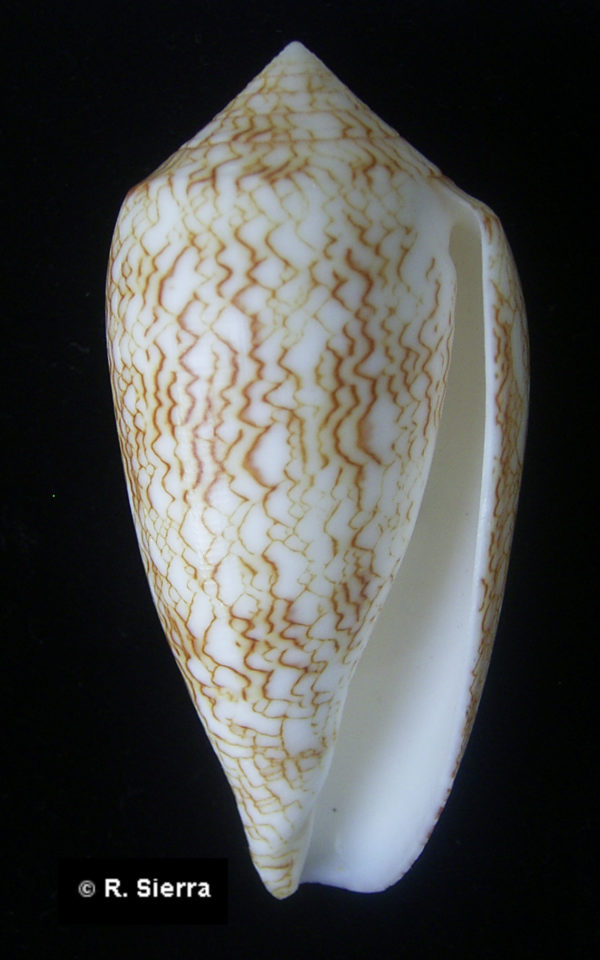 Conus textile textile osullivani