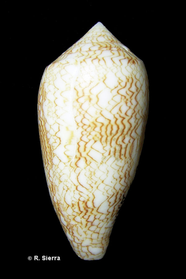 Conus textile textile osullivani