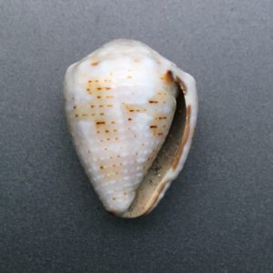 Conus ventricosus