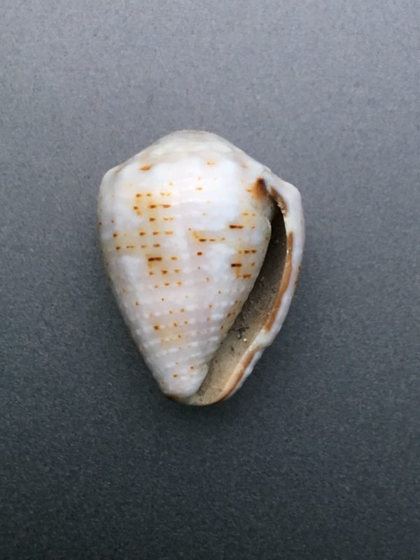 Conus ventricosus