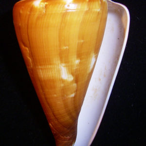 Conus vexillum