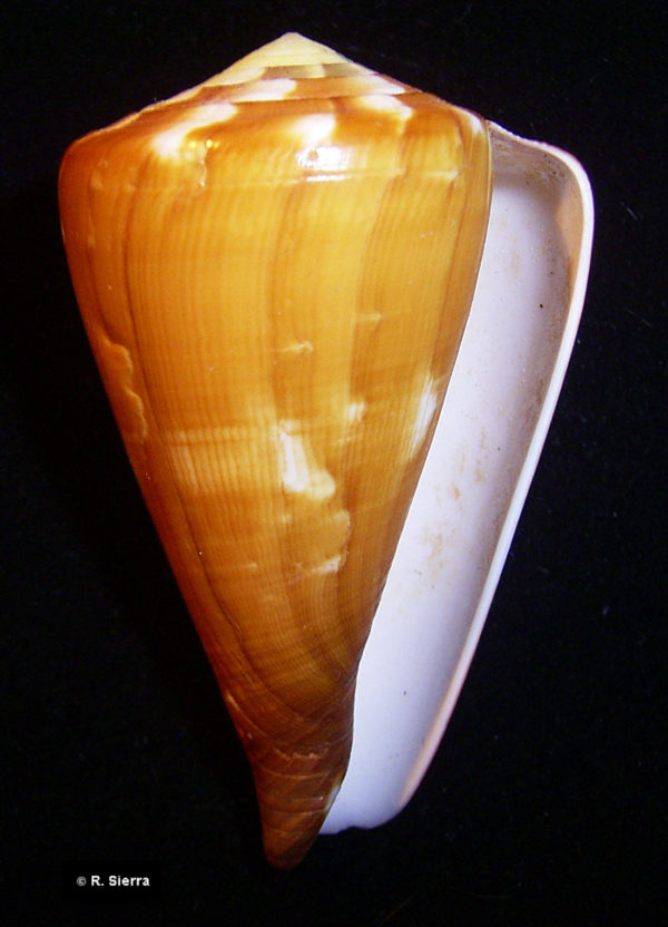 Conus vexillum