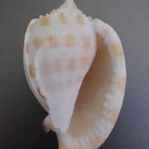 Phalium bandatum