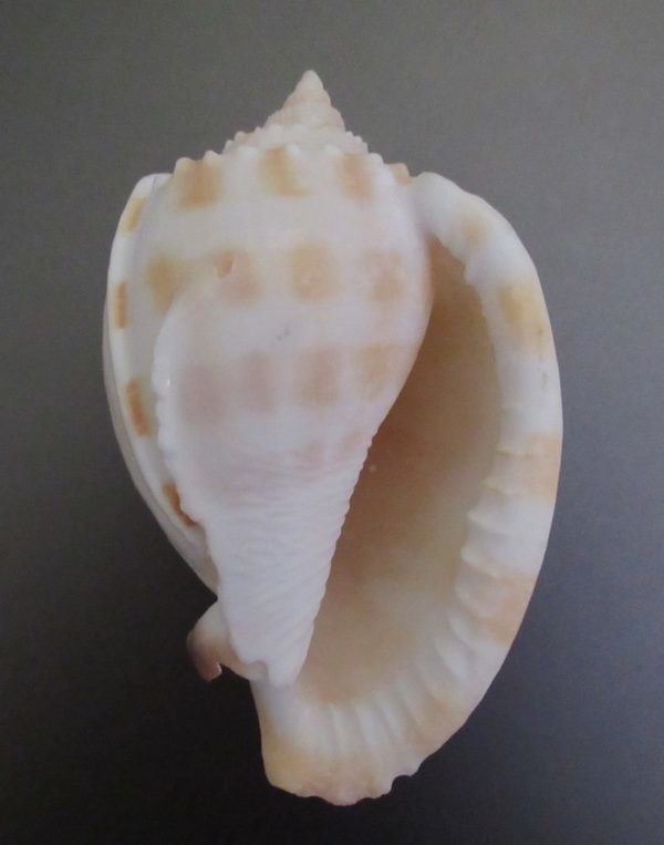 Phalium bandatum