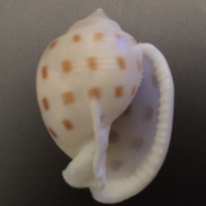 Phalium bisulcatum sophia