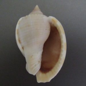 Phalium glaucum