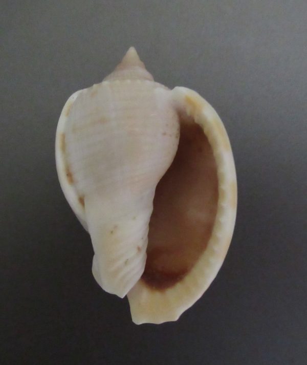 Phalium glaucum