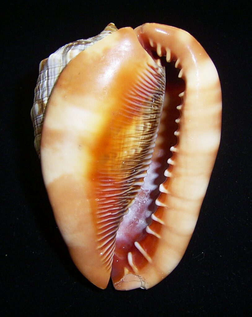 Cypraecassis rufa - Malacology