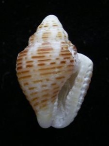 Familia Columbellidae