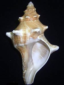 Familia Fasciolariidae