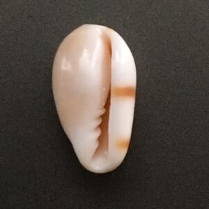 Marginella guttata