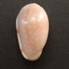 Marginella guttata