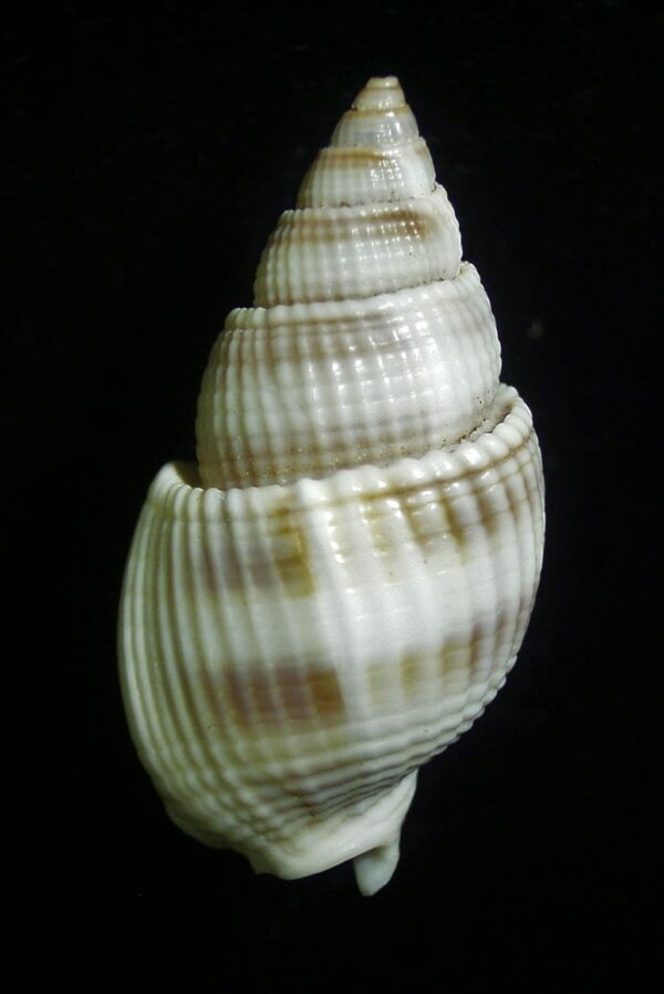 Nassarius cingenda