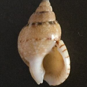 Nassarius limnaeiformis