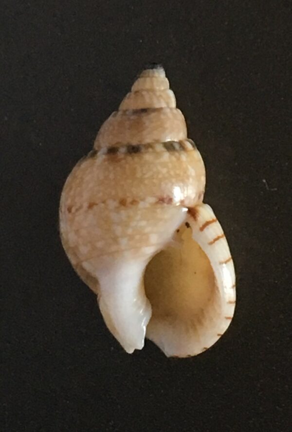 Nassarius limnaeiformis