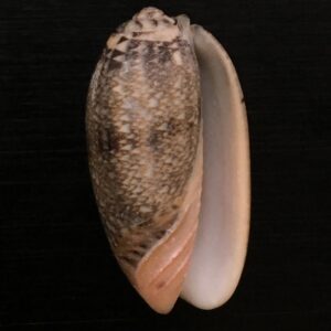 Oliva reticulata