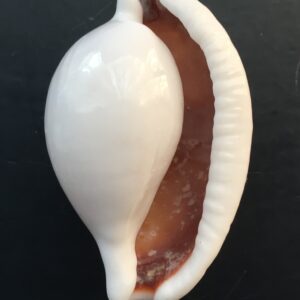 Ovula ovum