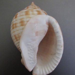 Phalium granulatum undulatum