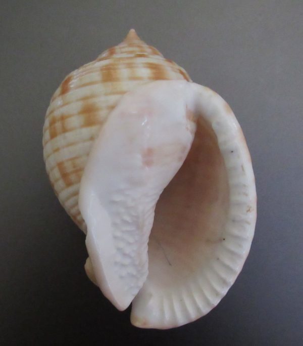 Phalium granulatum undulatum