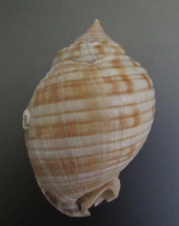 Phalium granulatum undulatum