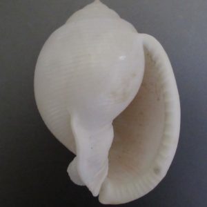 Semicassis bisulcata diuturna