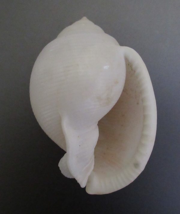 Semicassis bisulcata diuturna