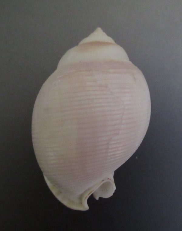 Semicassis bisulcata diuturna