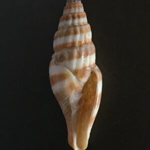 Vexillum subdivisum