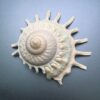 Stelaria solaris