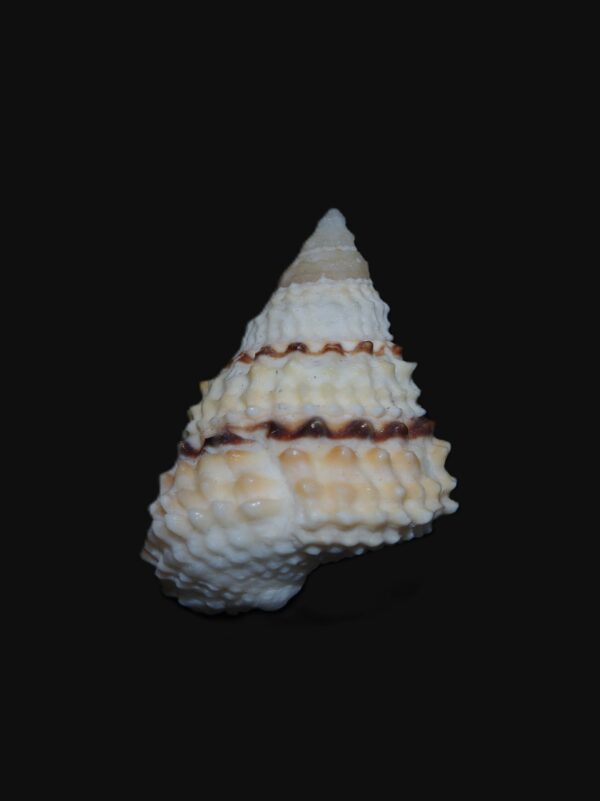 Tectarius coronatus