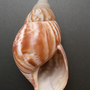 Achatina fulica