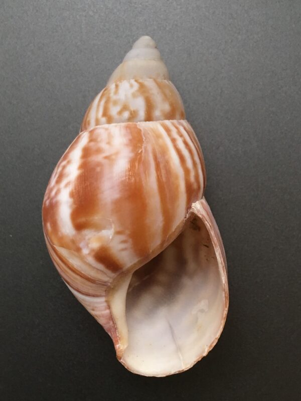 Achatina fulica