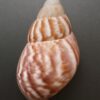Achatina fulica