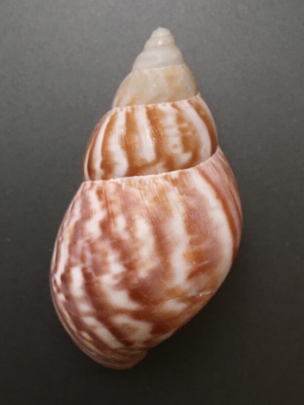 Achatina fulica